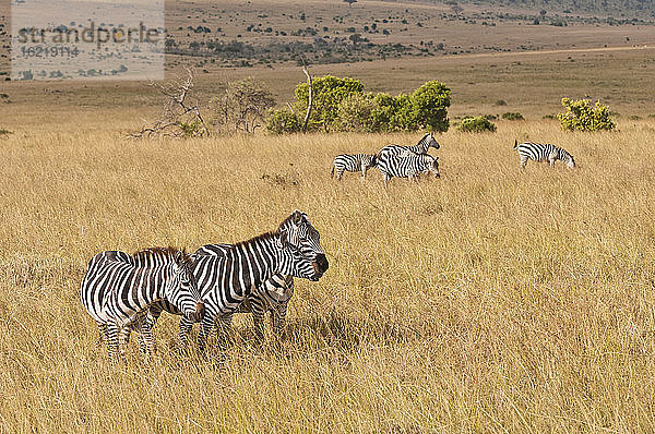 Afrika  Kenia  Gruppe von Steppenzebras im Maasai Mara National Park