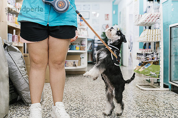 Schnauzer  der von einer Hundefrisörin auf dem Kachelboden einer Zoohandlung aufgezogen wird