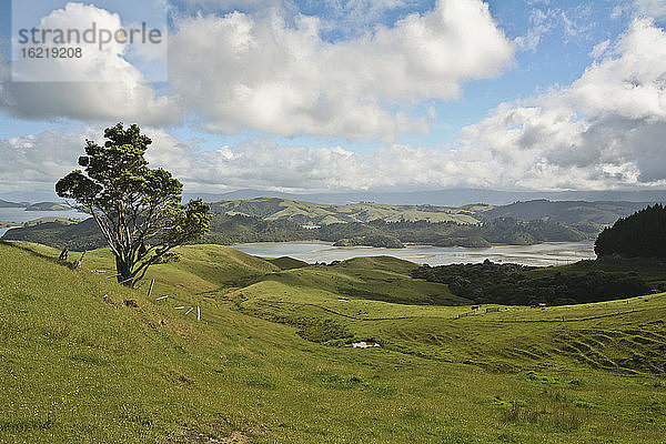 Neuseeland  Hügellandschaft  Grasland  Bucht im Hintergrund