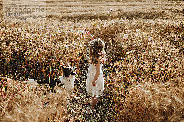 Mädchen spielt im Weizenfeld mit Border Collie Hund