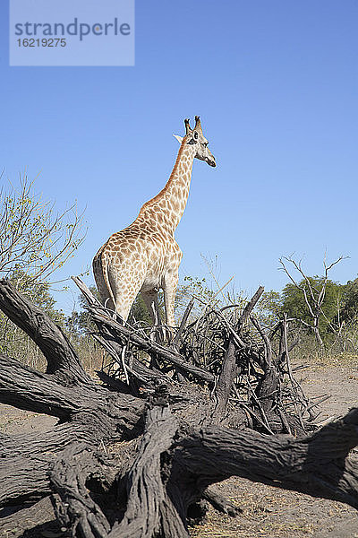 Afrika  Botswana  Okavango-Delta  Giraffe  Rückansicht