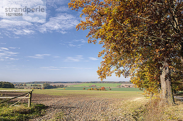 Deutschland  Hessen  Ackerland im Herbst mit Eiche im Vordergrund