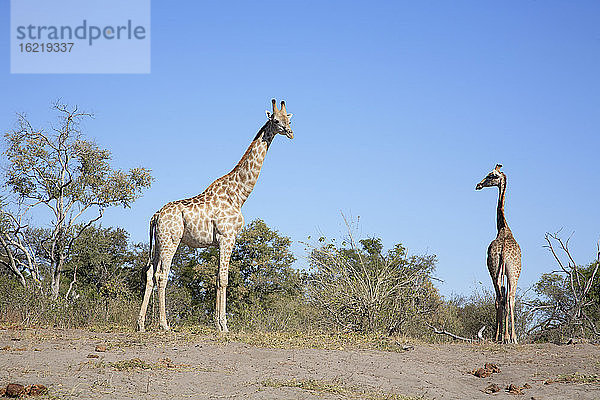 Afrika  Botswana  Okavango-Delta  Zwei Giraffen