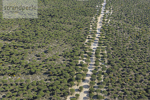 Spanien  Andalusien  Blick auf Pinienwald