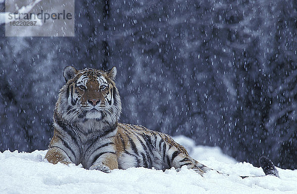 Ostsibirischer Tiger im Schnee