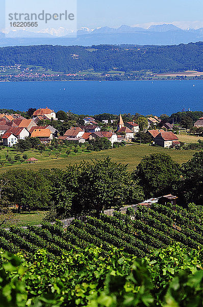 Schweiz  Waadt  Region Bonvillars am Neuenburgersee  Blick auf Weinberge  Häuser und auf den See