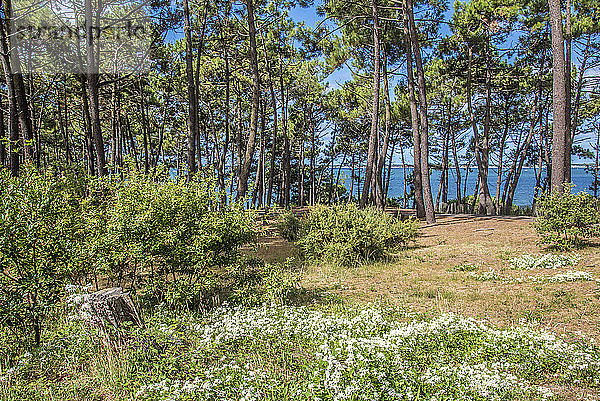 Frankreich  Bucht von Arcachon  Düne mit Bäumen oberhalb des Strandes von Perieire bei Arcachon