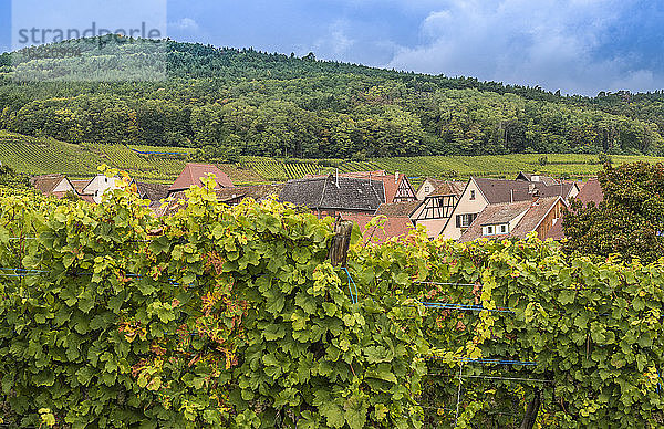 Frankreich  Elsass  Weinstraße  Weinberg und Dorf Hunawihr (Das schönste Dorf Frankreichs)