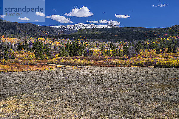 USA  Wyoming  Herbstlandschaft  Espen und Kiefern