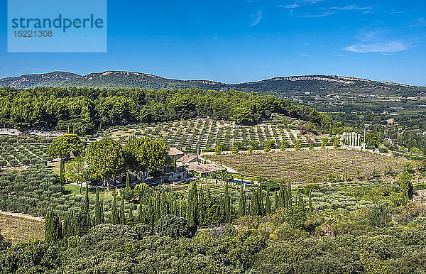 Frankreich  Provence  Vaucluse  Le Barroux  ländliche Landschaft mit Olivenbäumen und Weinreben