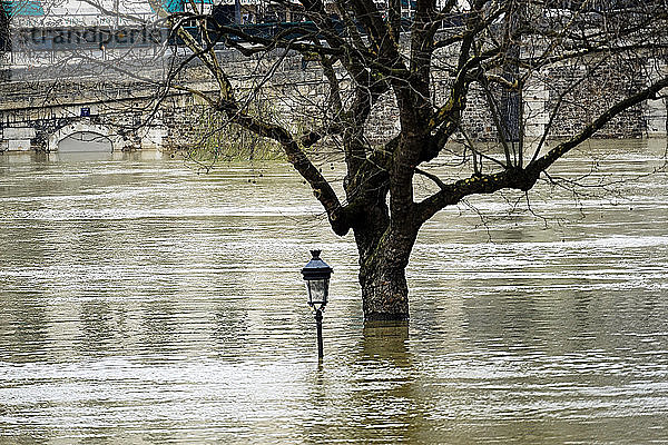 Europa  Frankreich  Ile de France  Paris  die Seine tritt am 28. Januar 2018 über die Ufer  ein Baum und ein Laternenpfahl stehen auf der Ile St. Louis unter Wasser
