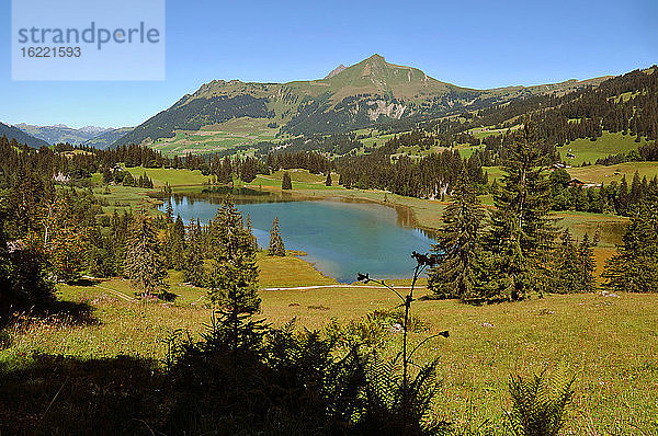Schweiz  Kanton Bern  Region Hochsimmental  Weiden an der Wispile  Wanderungen ins Lauenental und zum See