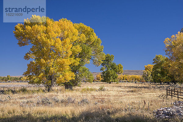 USA  Wyoming  Herbstlandschaft  Espen