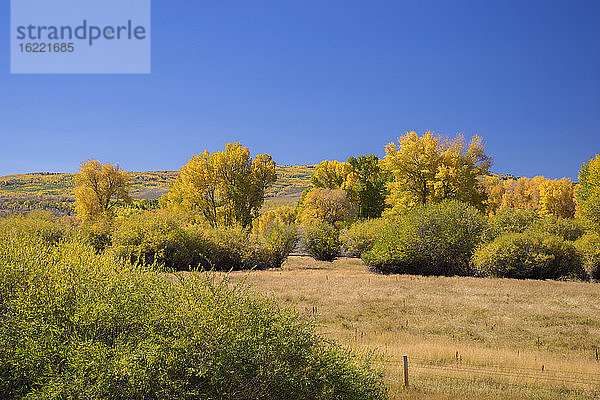 USA  Wyoming  Herbstlandschaft  Espen