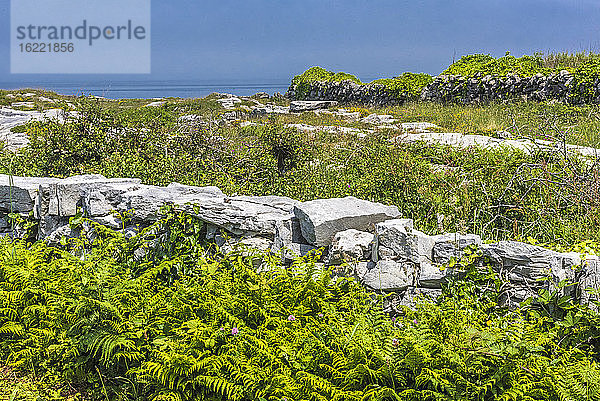 Europa  Republik Irland  Grafschaft Galway  Aran-Inseln  Inishmore-Insel  niedrige Mauern aus Trockenmauerwerk