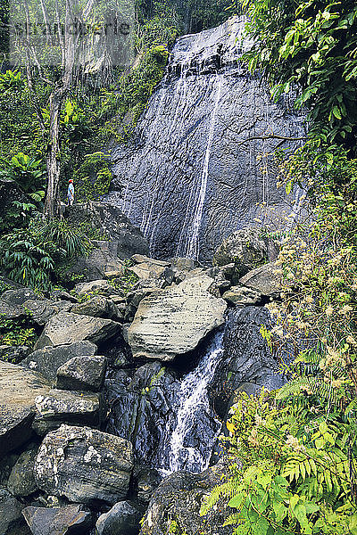 Usa  Porto Rico  El Yunque  Wald