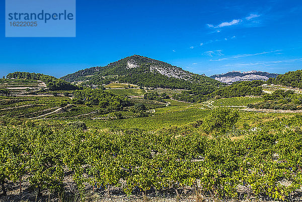 Frankreich  Provence  Vaucluse  Dentelles de Montmirail  Weinbergslandschaft