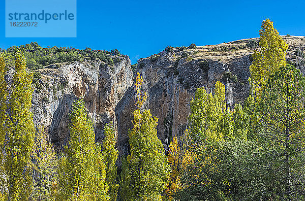 Spanien  Autonome Gemeinschaft Kastilien-La Mancha  Provinz Cuenca  Pappeln im Nationalpark Serrania de Cuenca