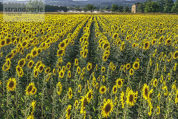 Frankreich  Provence  Vaucluse  Petit Luberon  Sonnenblumenfeld bei Bonnieux