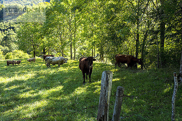 Frankreich  Midi-Pyrenäen  Aveyron  Conques  Kühe