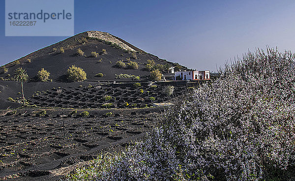 Spanien  Kanarische Inseln  Insel Lanzarote  Weinbau im vulkanischen Tal der Geria