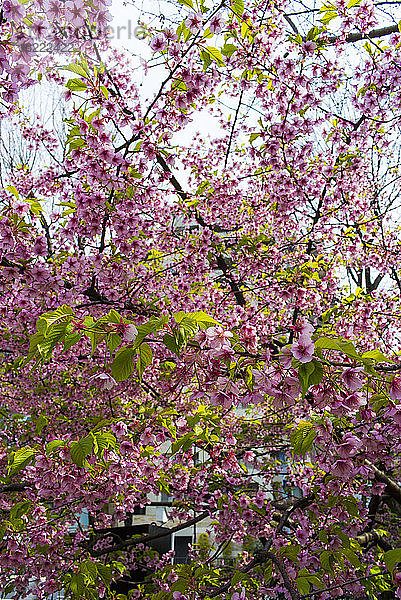 Blühende Kirschbäume  Tokio  Japan.