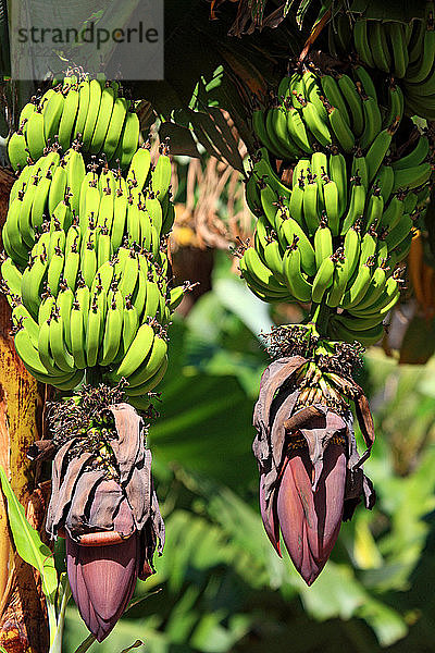 Spanien  Kanarische Inseln  Gomera  Bananenstaude