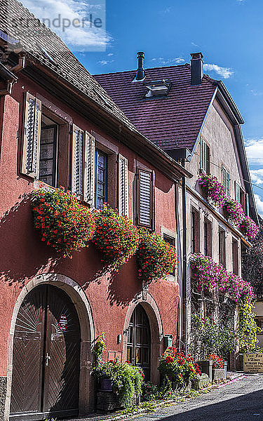 Frankreich  Elsass  Weinstraße  Ribeauville  Straße mit blumengeschmückten Winzerhäusern