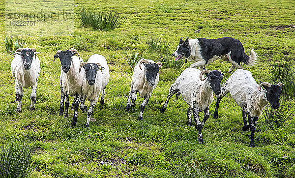 Republik Irland  Grafschaft Kerry  Ausbildung eines Hütehundes (Border Collie)  Suffolk-Schafe