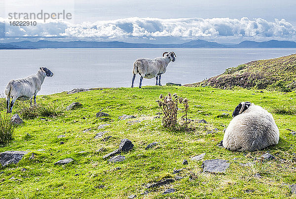 Europa  Großbritannien  Schottland  Hebriden  südöstlich der Isle of Skye  Point of Sleat  grasende schottische Blackface-Schafe mit Blick aufs Meer