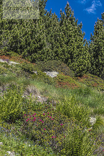 Spanien  Katalonien  Pyrenäen  Comarque de Ripolles  Vall de Nuria  Kiefern und blühender wilder Rhododendron