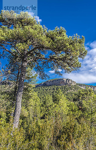 Spanien  Autonome Gemeinschaft Kastilien-La Mancha  Provinz Cuenca  Serrania de Cuenca Nationalpark Landschaft  Pinie