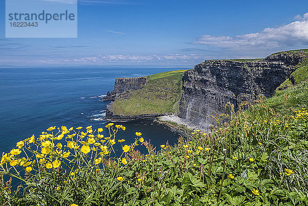 Europa  Republik Irland  Grafschaft Clare  Burren und Cliffs of Moher Geopark (UNESCO-Welterbe)  Nördliche Klippen  mit gelbem Hahnenfuß