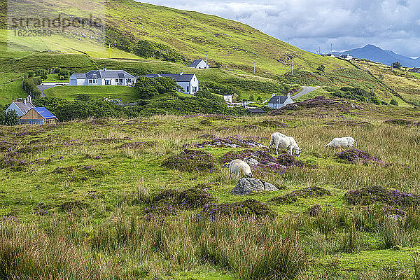 Europa  Großbritannien  Schottland  Hebriden  südöstlich der Isle of Skye  Point of Sleat  Bauernhöfe und Schiffe im Moor