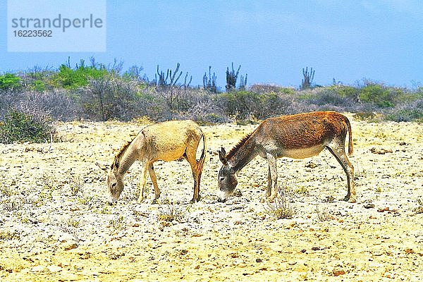Niederländische Antillen. Bonaire. Wilde Esel.