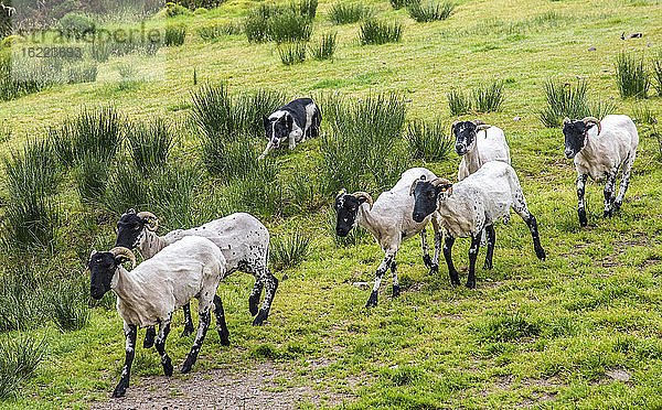 Republik Irland  Grafschaft Kerry  Iveragh Paninsula  Ausbildung eines Hütehundes (Border Collie)  Suffolk-Schafe