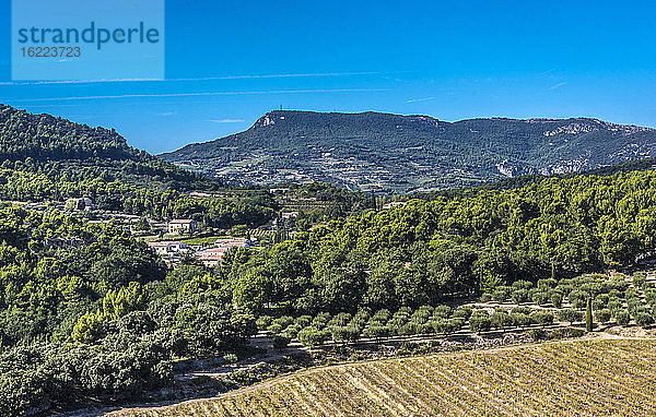 Frankreich  Provence  Vaucluse  Le Barroux  ländliche Landschaft mit Olivenbäumen und Weinreben