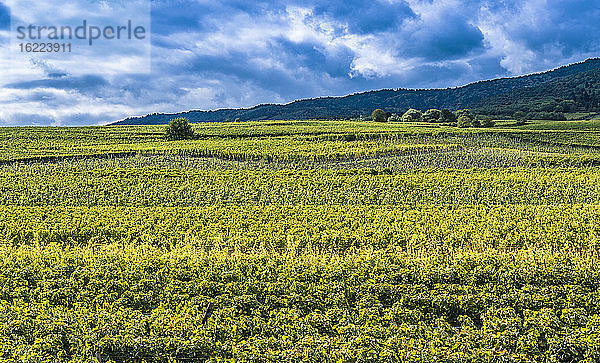 Frankreich  Elsass  Weinstraße  Weinberg zwischen Hunawihr und Ribeauville