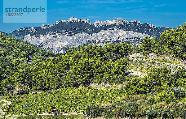 Frankreich  Provence  Vaucluse  Dentelles de Montmirail  Weinlese am Fuße der Berge