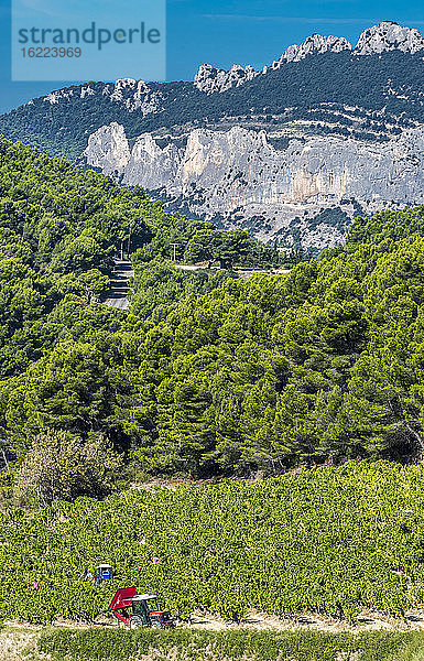 Frankreich  Provence  Vaucluse  Dentelles de Montmirail  Weinlese am Fuße der Berge