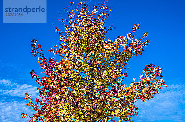 Frankreich  Gironde  Liquidambar-Bäume (amerikanischer Süßholzbaum) im Herbst