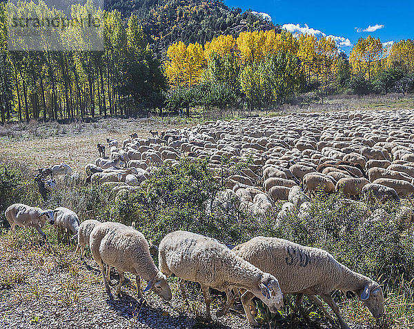 Spanien  Autonome Gemeinschaft Aragonien  Provinz Teruel  Sierra de Albarracin Comarca  Sierra de Albarracin  Naturschutzgebiet Montes Universales  Schafherde