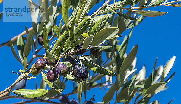 Frankreich  Provence  Vaucluse  Dentelles de Montmirail  schwarze Oliven am Baum