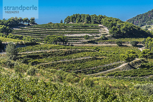 Frankreich  Provence  Vaucluse  Dentelles de Montmirail  Weinbergslandschaft