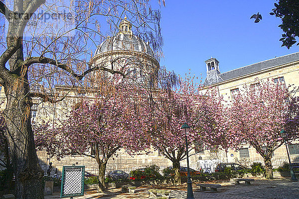Frankreich  Paris (6. Arr.). Kirschblüten auf dem Platz Gabriel Pierne. Im Hintergrund die Kuppel des Institut de France. Kreuzung der Rue de Seine und der Rue Mazarine