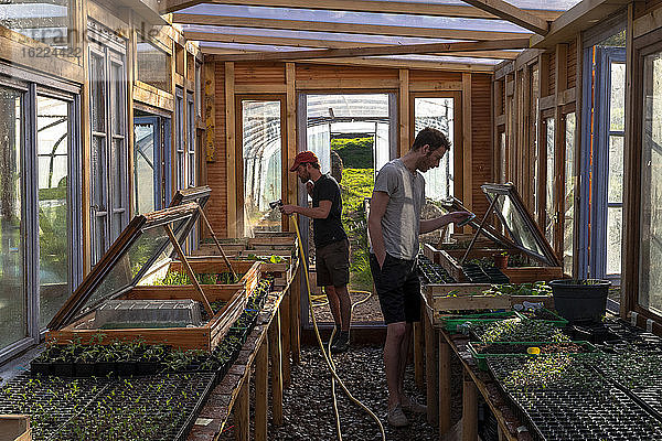 Europa  Frankreich  Burgund  Epoisses  junge Gärtnerin beim Gießen von Pflanzen in einem Gewächshaus