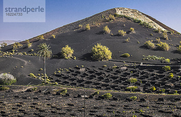 Spanien  Kanarische Inseln  Insel Lanzarote  Weinbau im vulkanischen Tal der Geria