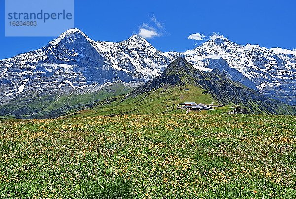 Bergwiese auf dem Männlichen mit Dreigestirn Eiger  Mönch und Jungfrau-Massiv  Wengen  Jungfrau-Region  Berner Oberland  Kanton Bern  UNESCO-Weltnaturerbe  Schweiz  Europa