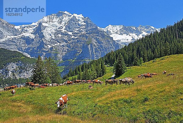 Bergwiese mit Kühen und Jungfrau-Massiv  Mürren  Jungfrau-Region  Berner Oberland  Kanton Bern  UNESCO-Weltnaturerbe  Schweiz  Europa