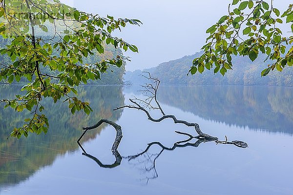 Gestützter Baum in einem See im Herbst  Schmaler Luzin  Feldberger Seenlandschaft  Mecklenburg-Vorpommern  Deutschland  Europa